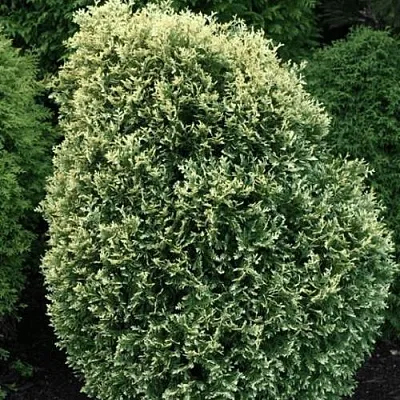Туя ЛИТОМИШИЛ западная  Туя ЛИТОМИШИЛ западная в Вологде