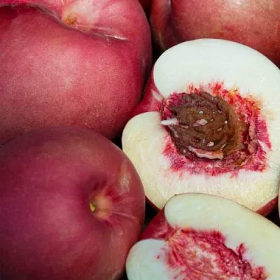 НЕКТАПЛЮМ  НЕКТАПЛЮМ в Вологде