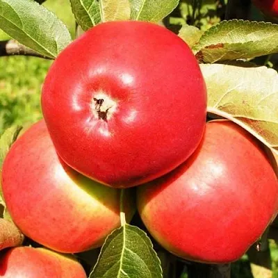 Яблоня СЯБРЫНА  Яблоня СЯБРЫНА в Вологде