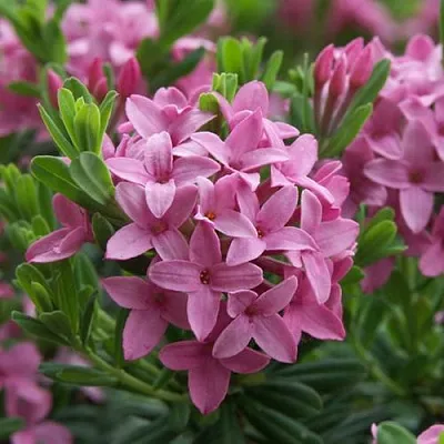 Волчеягодник КОЛЛИНА ГАРАЛЕНС  Волчеягодник КОЛЛИНА ГАРАЛЕНС в Вологде