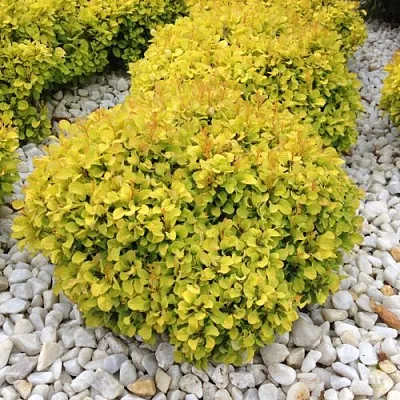 Барбарис БОНАНЗА ГОЛД тунберга  Барбарис БОНАНЗА ГОЛД тунберга в Вологде