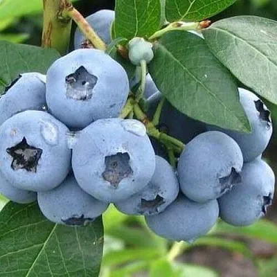 Голубика БЛЮЭТТА в Вологде