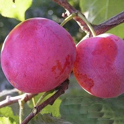 Слива ДЕЛИКАТНАЯ  Слива ДЕЛИКАТНАЯ в Вологде