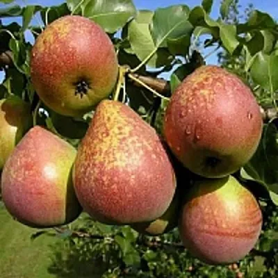 Груша МРАМОРНАЯ в Вологде