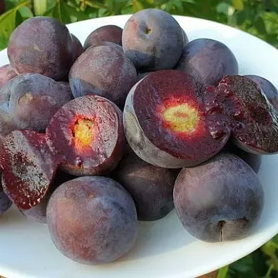 Сливово-вишневый гибрид МЕЙНОР  Сливово-вишневый гибрид МЕЙНОР в Вологде