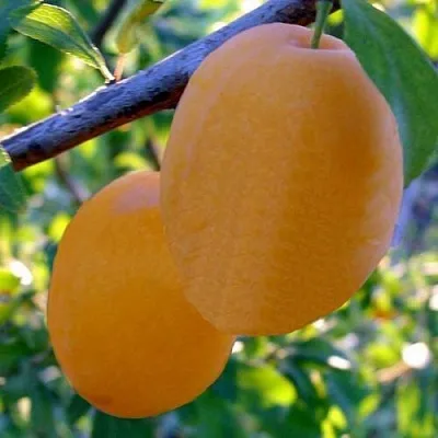 Слива НАТАША в Вологде