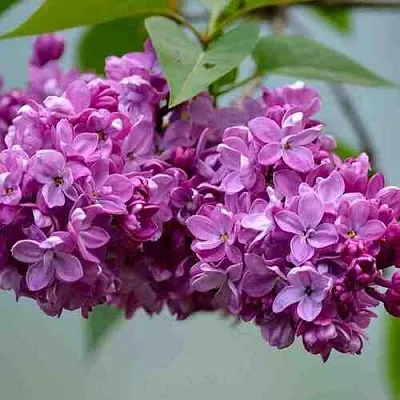 Сирень   Сирень  в Вологде