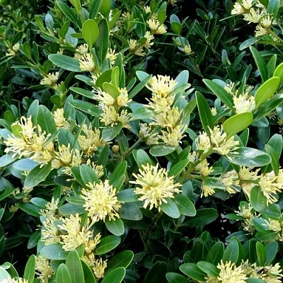 Самшит  Самшит в Вологде