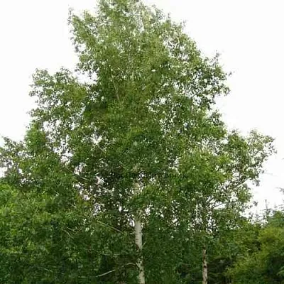 Береза бородавчатая  Береза бородавчатая в Вологде