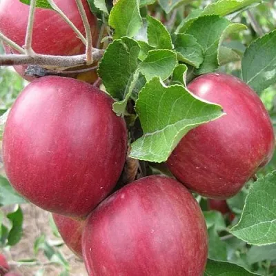 Яблоня МОСКОВСКОЕ ОЖЕРЕЛЬЕ колонновидная  Яблони Московское Ожерелье колонновидная в Вологде