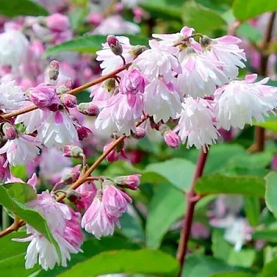 Дейция  Дейция в Вологде