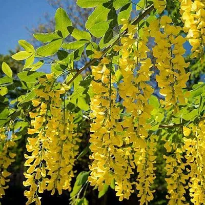 Бобовник  Бобовник в Вологде