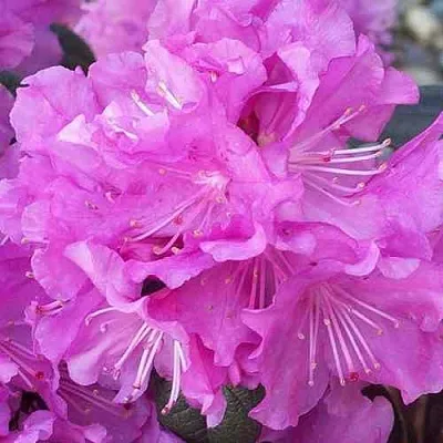 Рододендрон П.Ж.М. ЭЛИТ  Рододендрон П.Ж.М. ЭЛИТ в Вологде