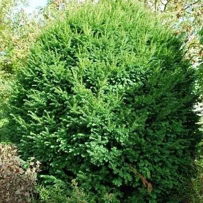 Тис РЕПАНДЕНС ягодный  Тис РЕПАНДЕНС ягодный в Вологде