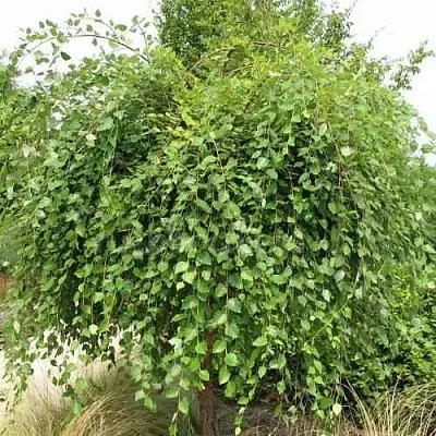 Береза САММЕР КАСКАД черная  Береза САММЕР КАСКАД черная в Вологде