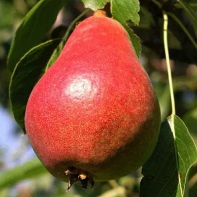 Груша НАРЯДНАЯ ЕФИМОВА в Вологде