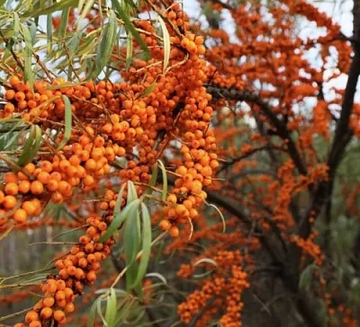 Облепиха СЕРАФИМА в Вологде