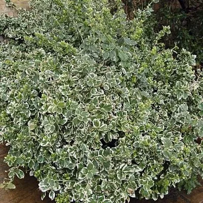 Бересклет ЭМЕРАЛЬД ГАИТИ форчуна  Бересклет ЭМЕРАЛЬД ГАИТИ форчуна в Вологде