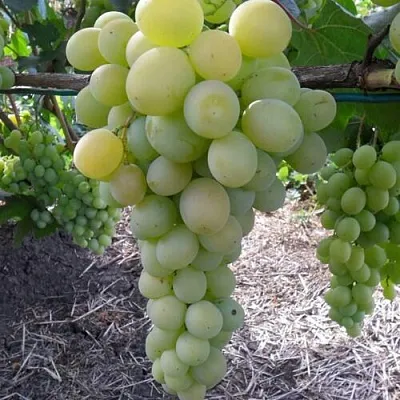 Виноград ФРУМОАСА АЛБЭ  Виноград ФРУМОАСА АЛБЭ в Вологде