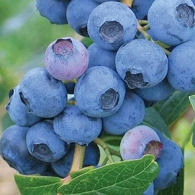 Голубика ЭРЛИБЛЮ в Вологде