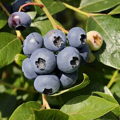 Голубика ШАНТЕКЛЕР в Вологде