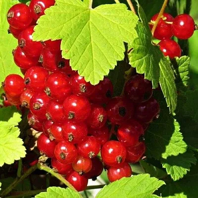 Смородина красная ГАЗЕЛЬ в Вологде