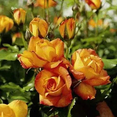 Саженцы роз САХАРА плетистая  Саженцы роз САХАРА плетистая в Вологде