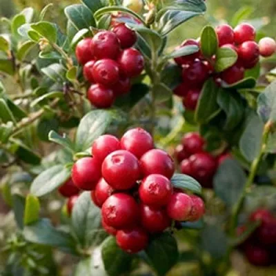 Клюква ХОЛЬШТАЙН в Вологде