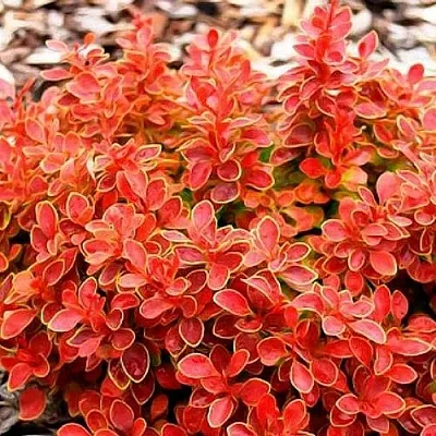 Барбарис КОРАЛ тунберга  Барбарис КОРАЛ тунберга в Вологде