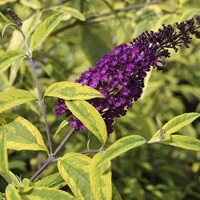 Буддлея давида САНТАНА   Буддлея давида САНТАНА  в Вологде