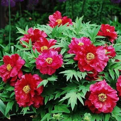 Пион КРАСНЫЙ ЛОТОС древовидный в Вологде