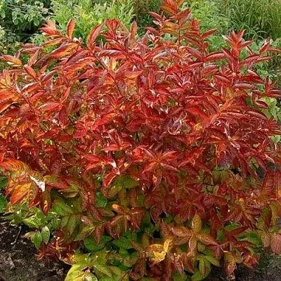 Вейгела ОГНЕННЫЕ КРЫЛЬЯ  Вейгела ОГНЕННЫЕ КРЫЛЬЯ в Вологде