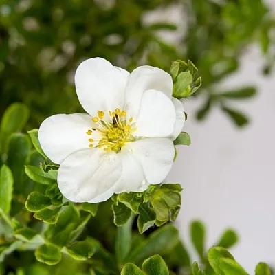 Лапчатка СНОУБЕРД кустарниковая  Лапчатка СНОУБЕРД кустарниковая в Вологде