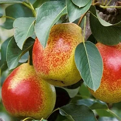 Груша ГОРНАЯ КРАСАВИЦА в Вологде