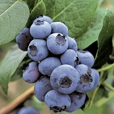 Голубика ПАТРИОТ в Вологде