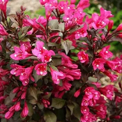 Вейгела БЛЭК РУБИ  Вейгела БЛЭК РУБИ в Вологде