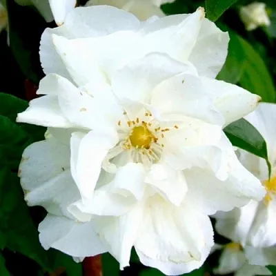 Жасмин РОЗАЦЕ  Жасмин РОЗАЦЕ в Вологде