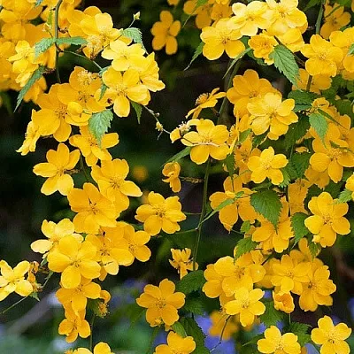 Керрия  Керрия в Вологде