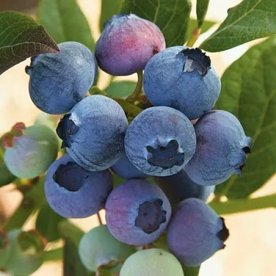 Голубика ОСОРНО в Вологде