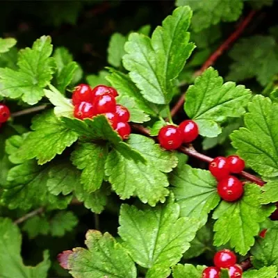 Смородина альпийская в Вологде