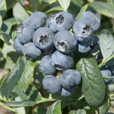 Голубика БРИГИТТА — описание сорта Голубика БРИГИТТА в Вологде