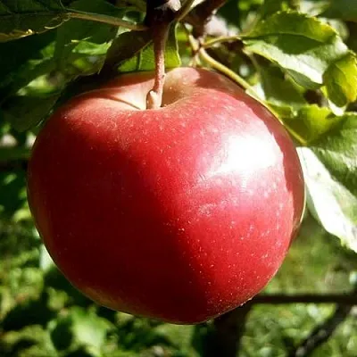 Яблоня НАСТЕНЬКА  Яблоня НАСТЕНЬКА в Вологде