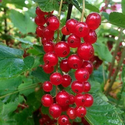 Смородина красная КОНСТАНТИНОВСКАЯ в Вологде