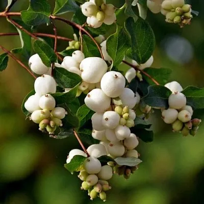 Снежноягодник  Снежноягодник в Вологде