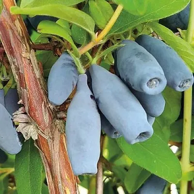 Жимолость съедобная ВОСТОРГ в Вологде