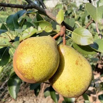 груша ГЕНЕРАЛ ЛЕКЛЕР