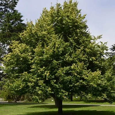 Липа сердцевидная  Липа сердцевидная в Вологде