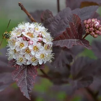 Пузыреплодник  Пузыреплодник в Вологде
