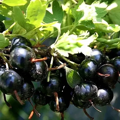 Золотистая в Вологде