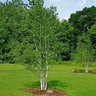 Береза бумажная  Береза бумажная в Вологде